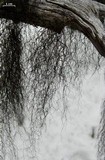 Bryoria glabra image