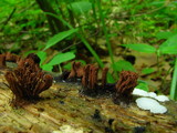 Stemonitis splendens image