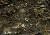Parmeliella triptophylla image