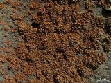 Xanthomendoza mendozae image