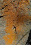 Xanthomendoza mendozae image