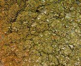 Xanthomendoza mendozae image