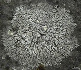 Physcia phaea image