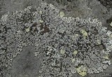 Physcia phaea image