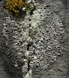 Physcia caesia image