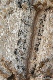Exophiala calicioides image