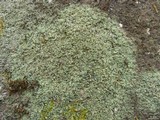 Pilophorus cereolus image