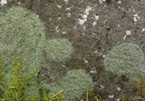 Pilophorus cereolus image
