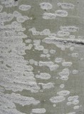 Lecania dubitans image
