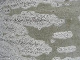 Lecania dubitans image