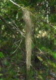 Bryoria capillaris image