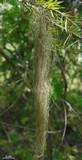 Bryoria capillaris image