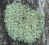 Parmeliopsis ambigua image