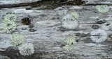 Parmeliopsis ambigua image