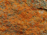 Xanthoria candelaria image