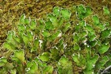 Peltigera aphthosa image