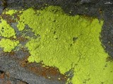 Chrysothrix chlorina image