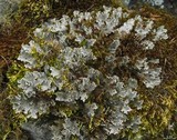 Peltigera rufescens image