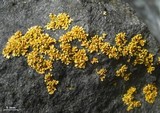 Xanthomendoza mendozae image