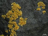 Xanthomendoza mendozae image