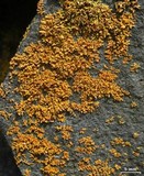Xanthomendoza mendozae image