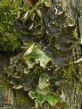 Peltigera britannica image