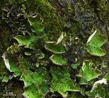 Peltigera britannica image