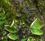 Peltigera britannica image