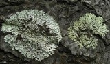 Parmeliopsis ambigua image