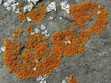 Xanthoria sorediata image