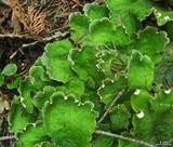 Peltigera chionophila image