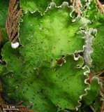 Peltigera chionophila image