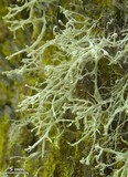 Ramalina pollinaria image