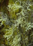 Ramalina pollinaria image