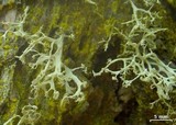 Ramalina pollinaria image
