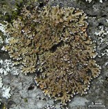 Physconia perisidiosa image