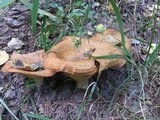 Infundibulicybe geotropa image