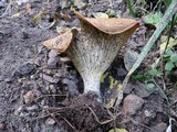 Infundibulicybe geotropa image