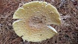 Amanita muscaria f. guessowii image