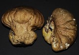 Calvatia craniiformis image