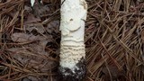 Amanita muscaria f. guessowii image