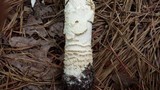 Amanita muscaria f. guessowii image