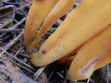 Clavulinopsis fusiformis image