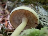 Pholiota sphagnicola image