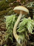 Pholiota sphagnicola image