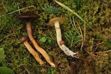 Chroogomphus vinicolor image