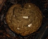 Calvatia craniiformis image