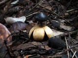 Geastrum pectinatum image