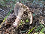 Gomphidius oregonensis image