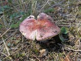 Russula xerampelina image